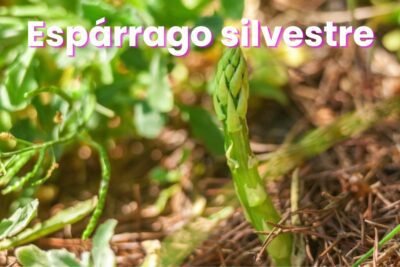 ¿Qué es y para qué sirve el espárrago silvestre? Propiedades, beneficios y contraindicaciones del espárrago silvestre.