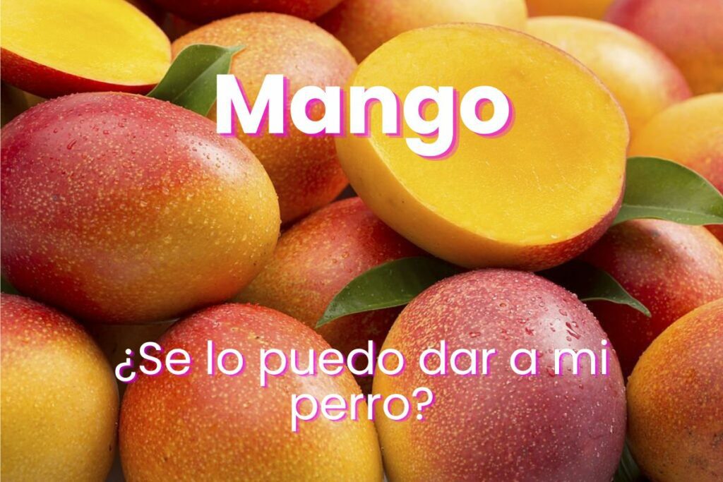 ¿Los perros pueden comer mango?