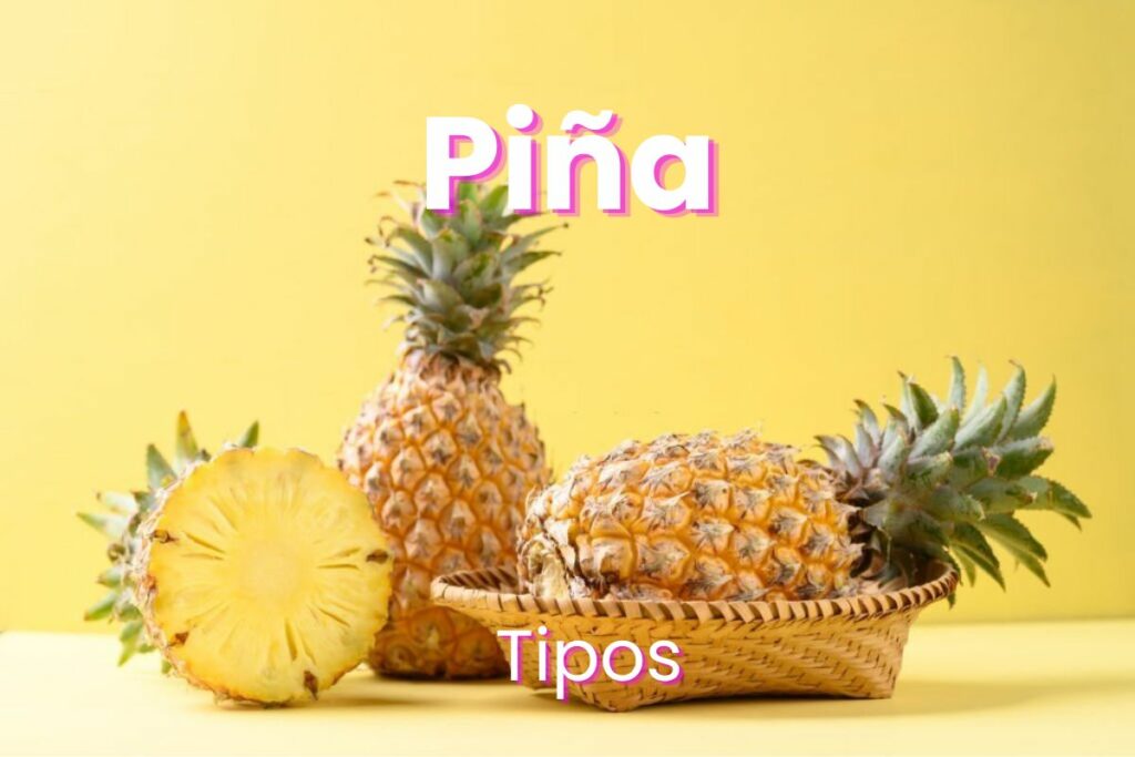 Tipos de piña o ananá