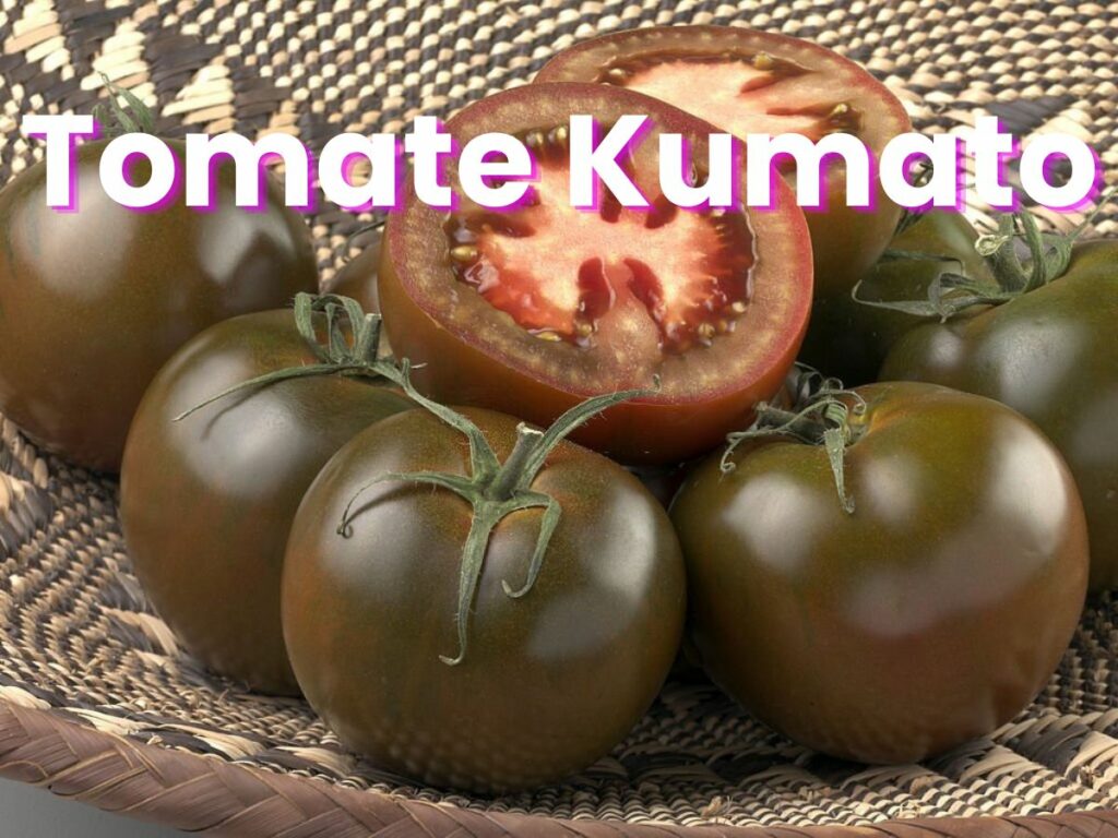 ¿Qué es y para qué sirve el tomate kumato o tomate negro?